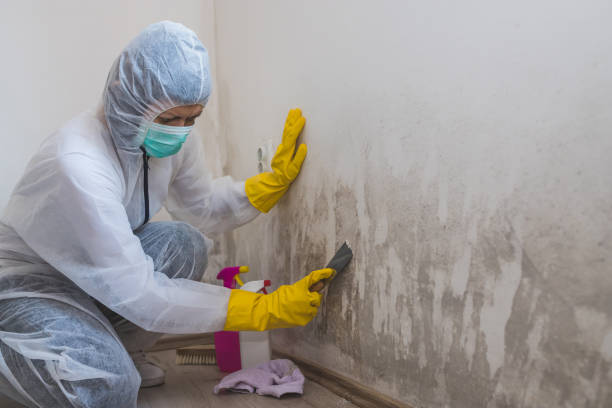 Best Bathroom Mold Remediation in Bee Cave, TX